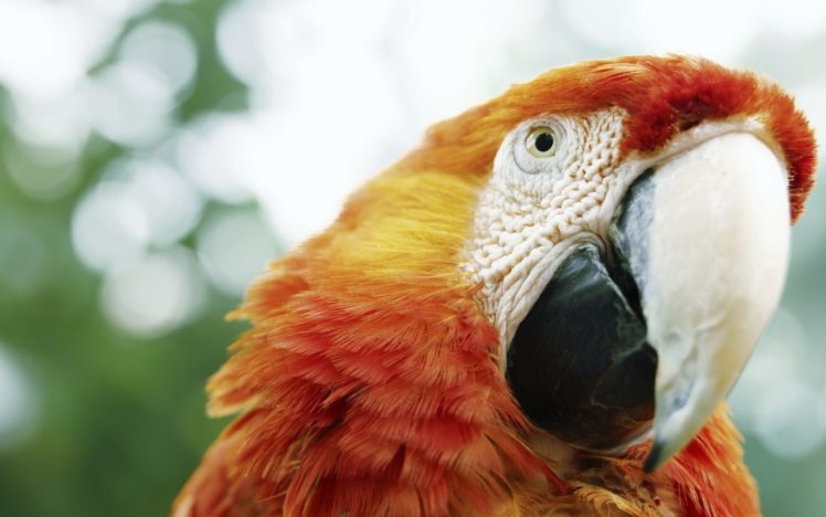 macaw, Parrot, Bird, Tropical,  16 HD Wallpaper Desktop Background