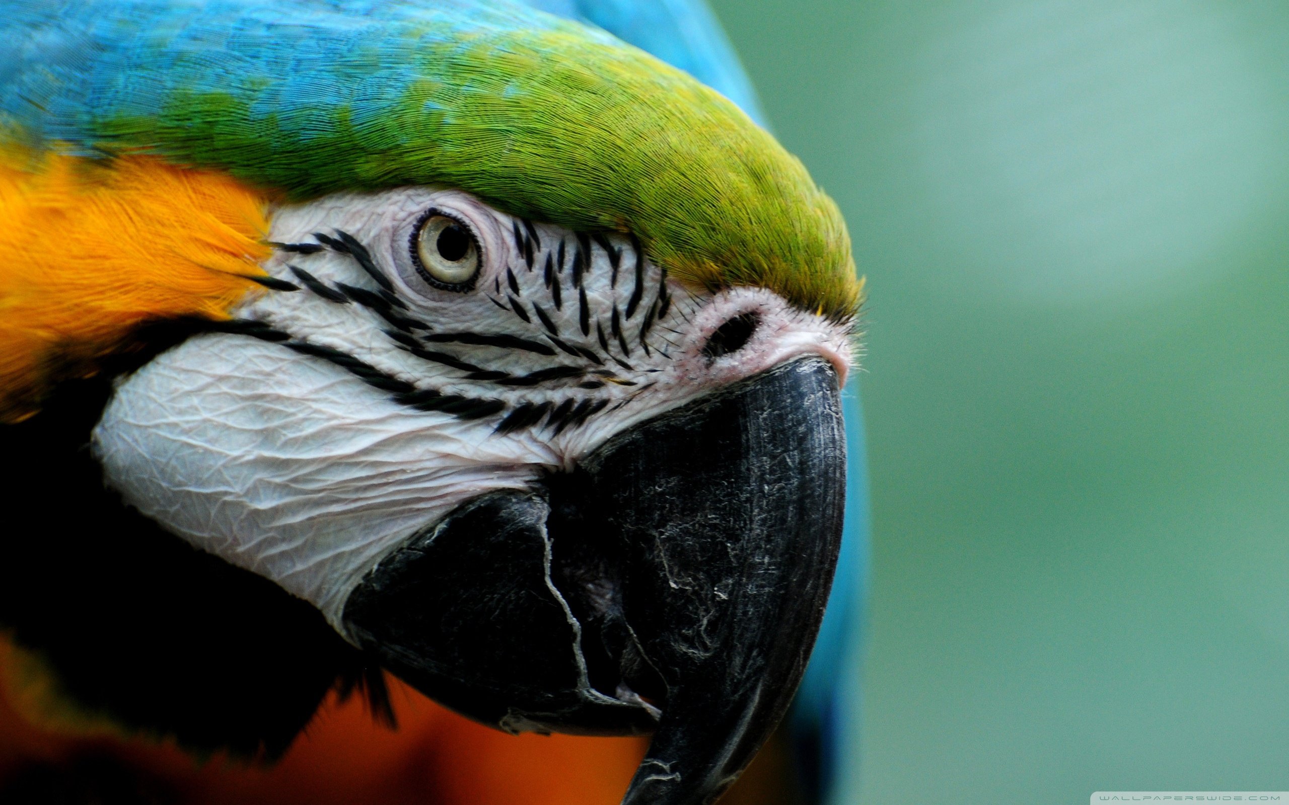 macaw, Parrot, Bird, Tropical,  18 Wallpaper