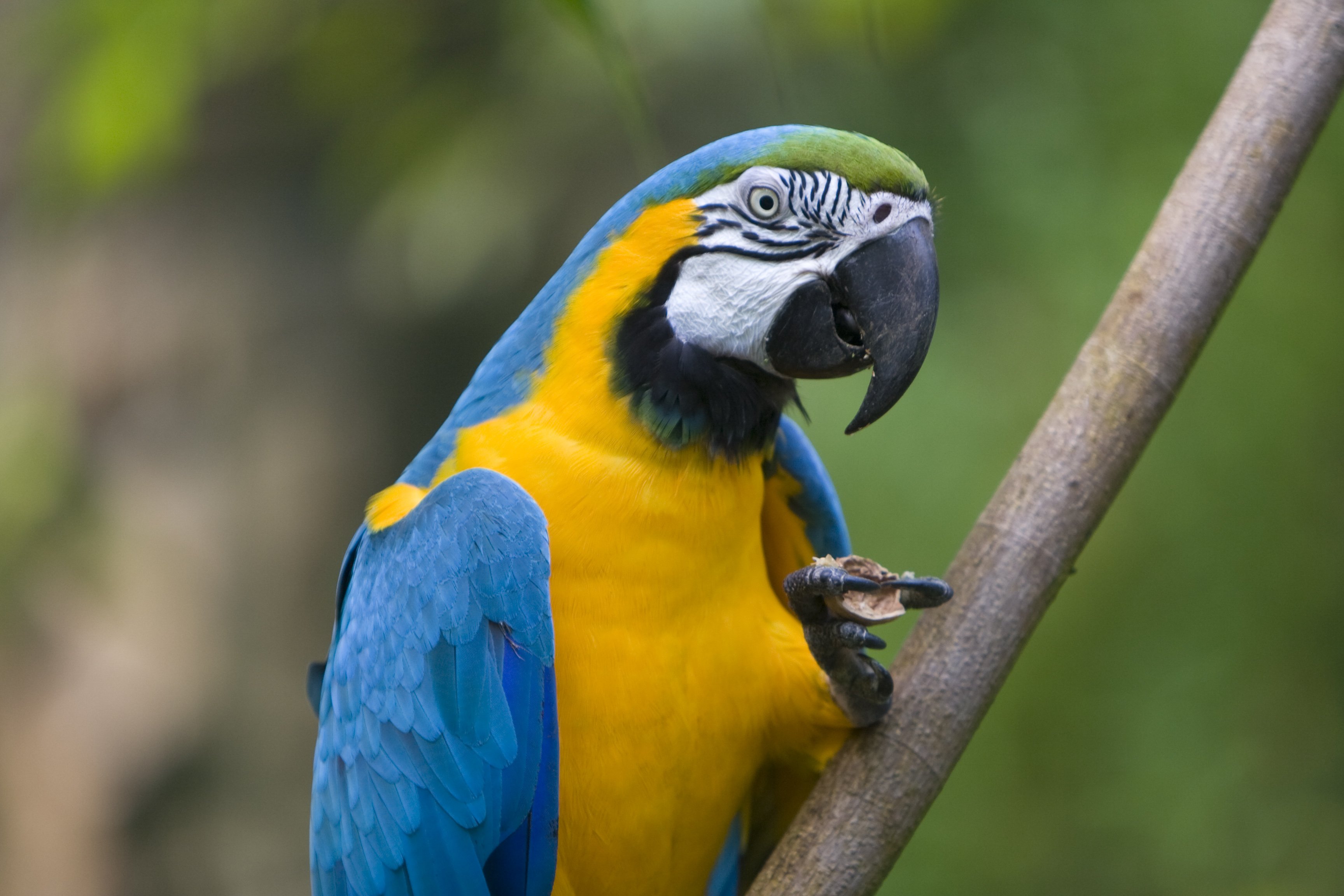 macaw, Parrot, Bird, Tropical,  15 Wallpaper