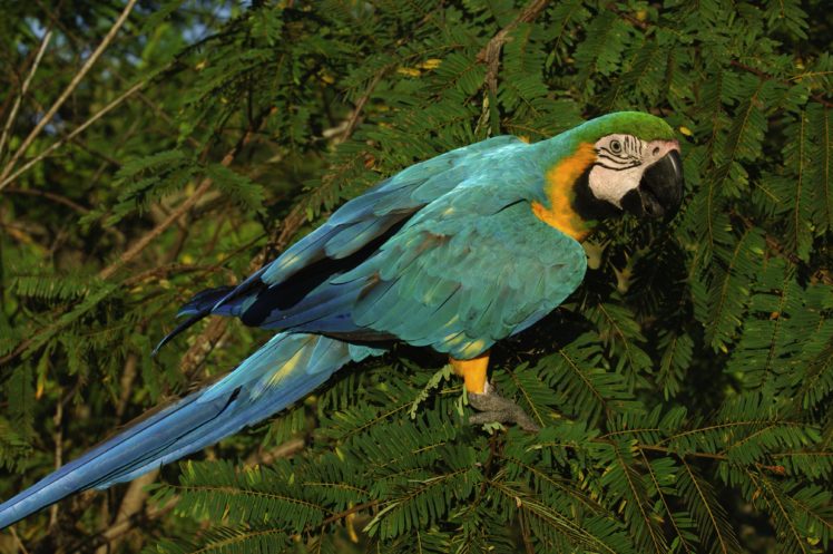 macaw, Parrot, Bird, Tropical,  17 HD Wallpaper Desktop Background
