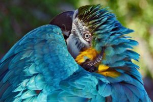 macaw, Parrot, Bird, Tropical,  19