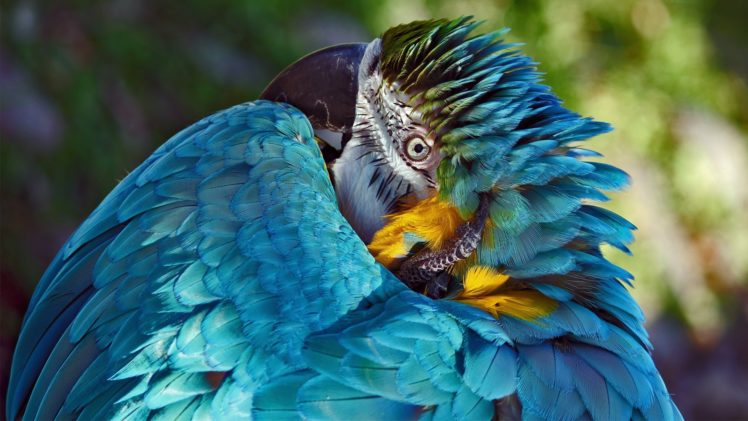 macaw, Parrot, Bird, Tropical,  19 HD Wallpaper Desktop Background