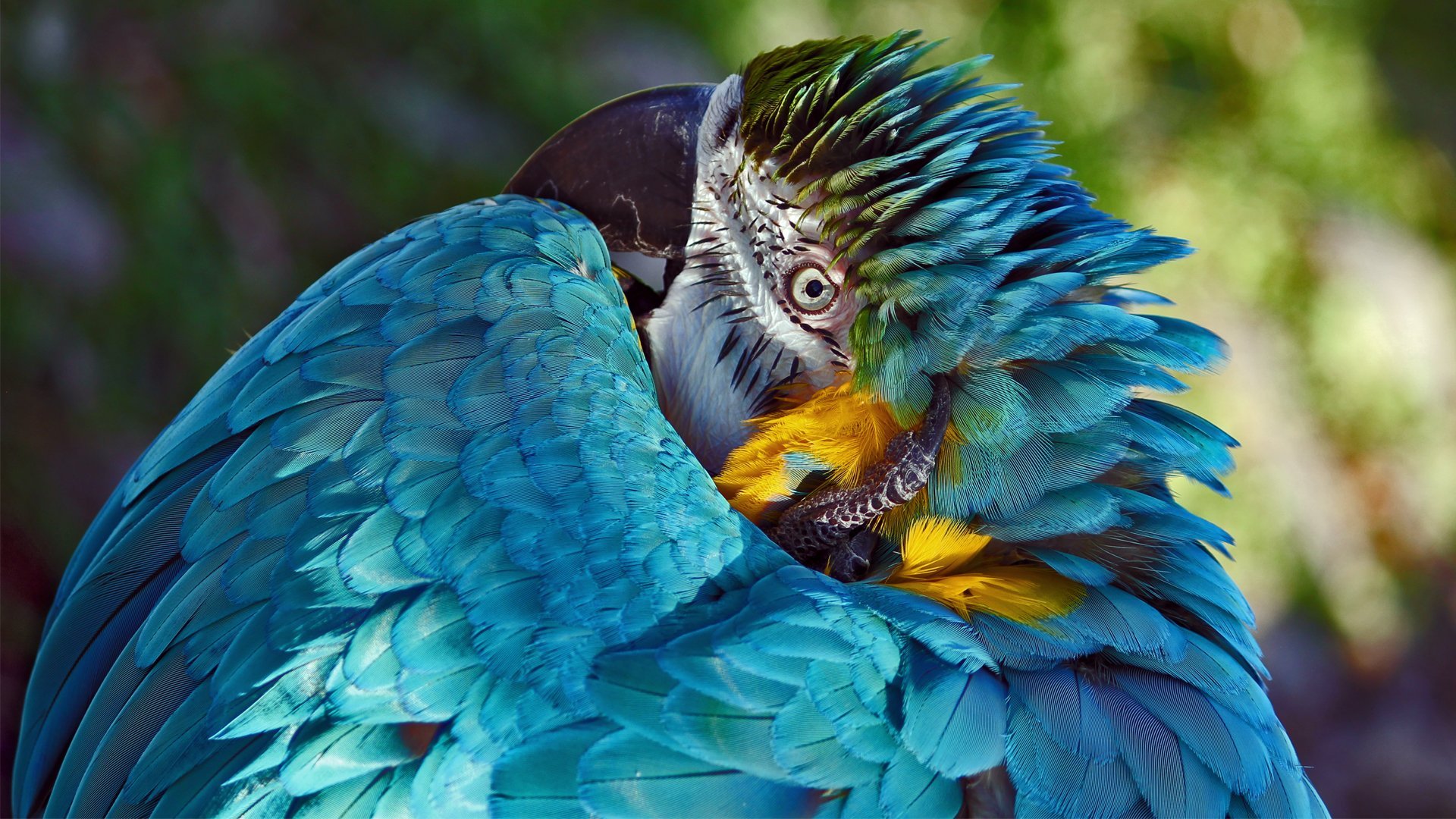 macaw, Parrot, Bird, Tropical,  19 Wallpaper