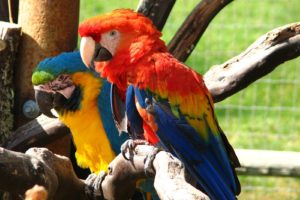 macaw, Parrot, Bird, Tropical,  21