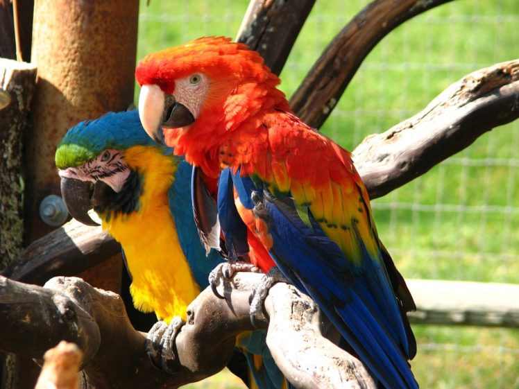 macaw, Parrot, Bird, Tropical,  21 HD Wallpaper Desktop Background