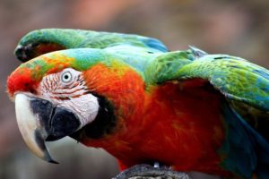 macaw, Parrot, Bird, Tropical,  27