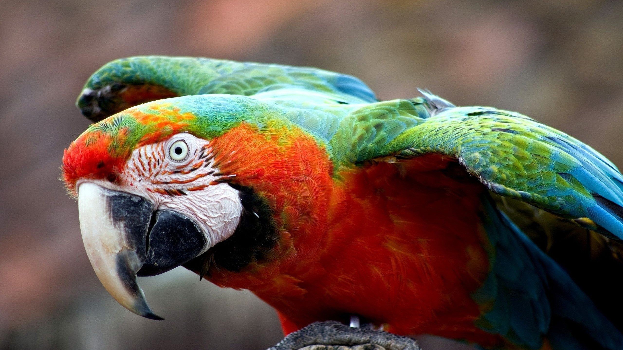 macaw, Parrot, Bird, Tropical,  27 Wallpaper