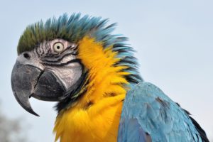 macaw, Parrot, Bird, Tropical,  28