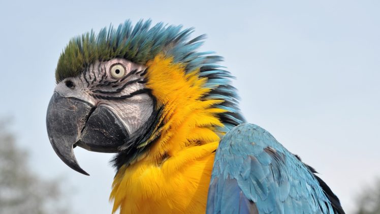 macaw, Parrot, Bird, Tropical,  28 HD Wallpaper Desktop Background