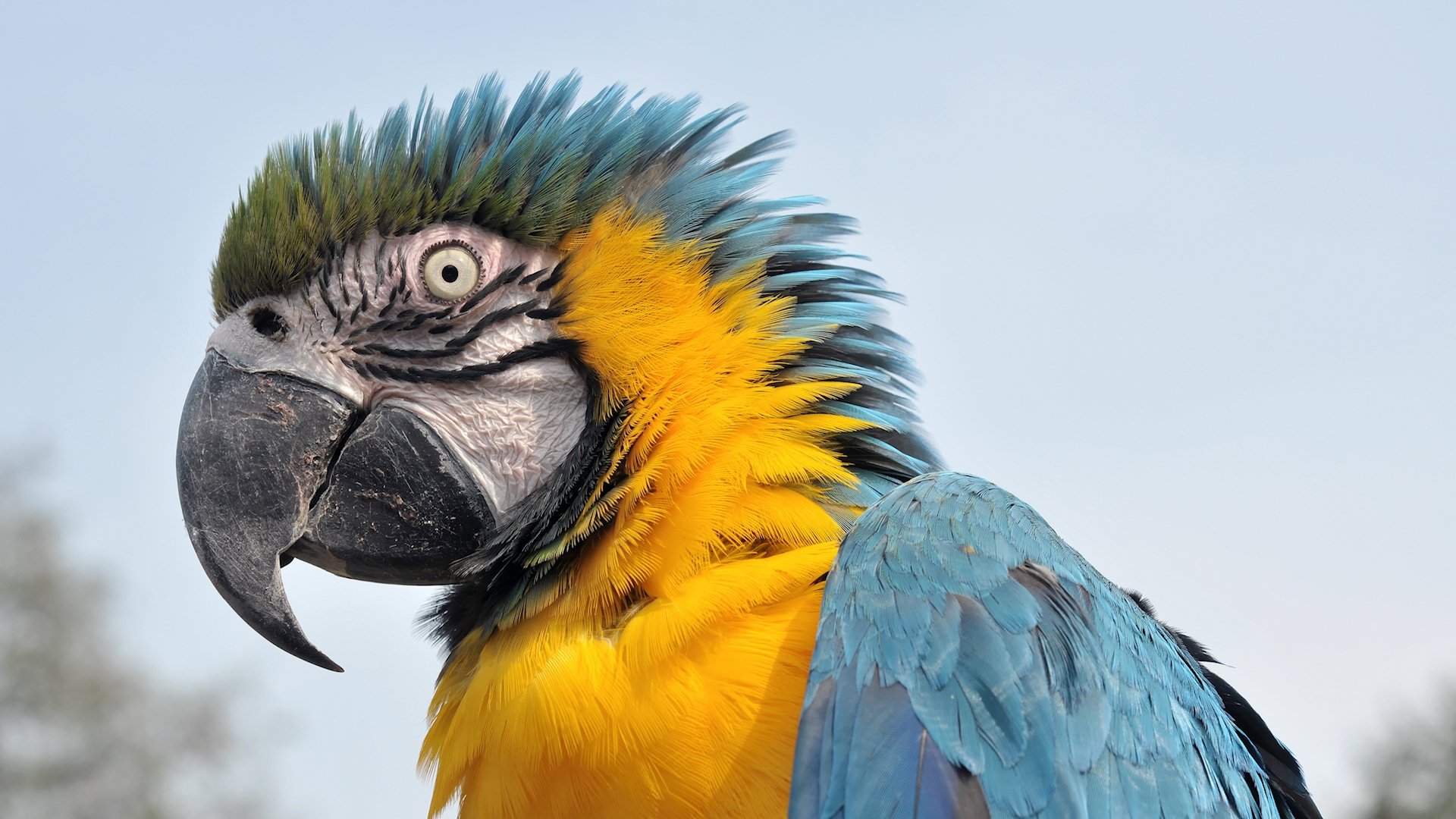 macaw, Parrot, Bird, Tropical,  28 Wallpaper