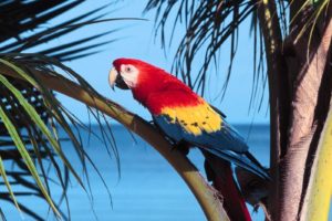 macaw, Parrot, Bird, Tropical,  29