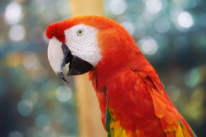 macaw, Parrot, Bird, Tropical,  35