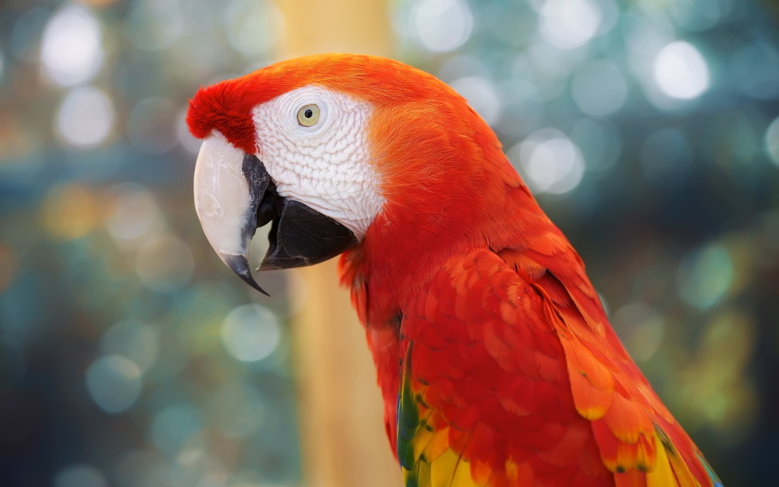 macaw, Parrot, Bird, Tropical,  35 Wallpaper
