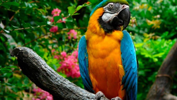 macaw, Parrot, Bird, Tropical,  36 HD Wallpaper Desktop Background
