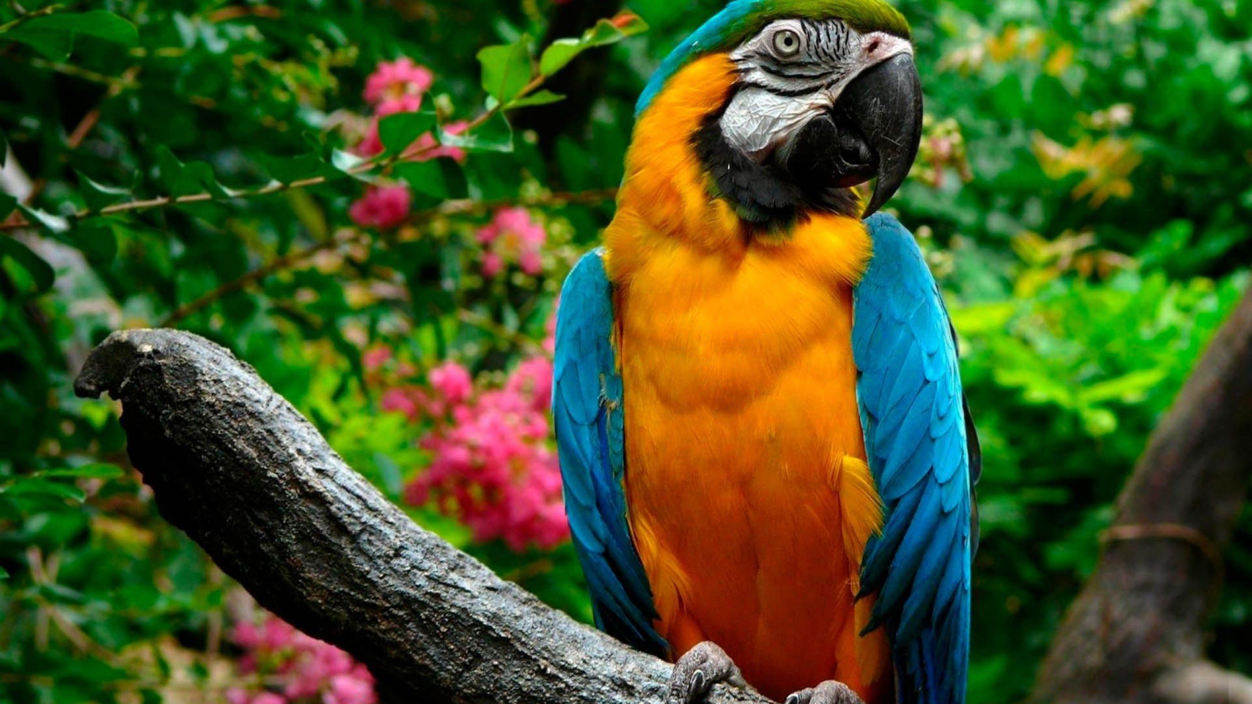 macaw, Parrot, Bird, Tropical,  36 Wallpaper