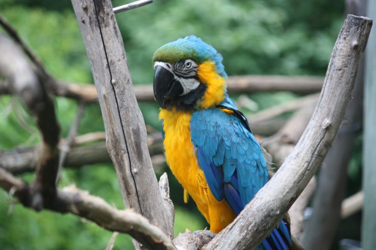macaw, Parrot, Bird, Tropical,  30 HD Wallpaper Desktop Background