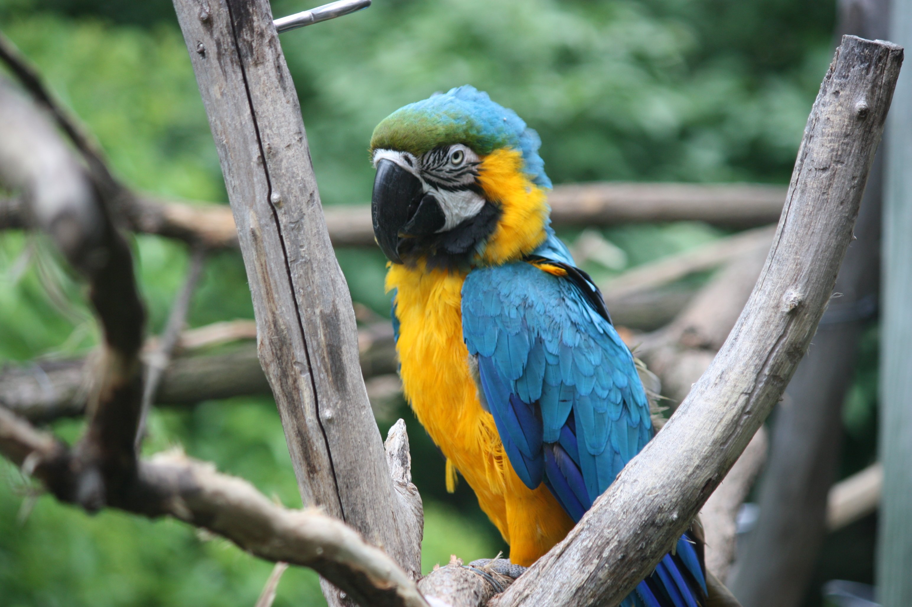 macaw, Parrot, Bird, Tropical,  30 Wallpaper