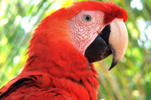 macaw, Parrot, Bird, Tropical,  31