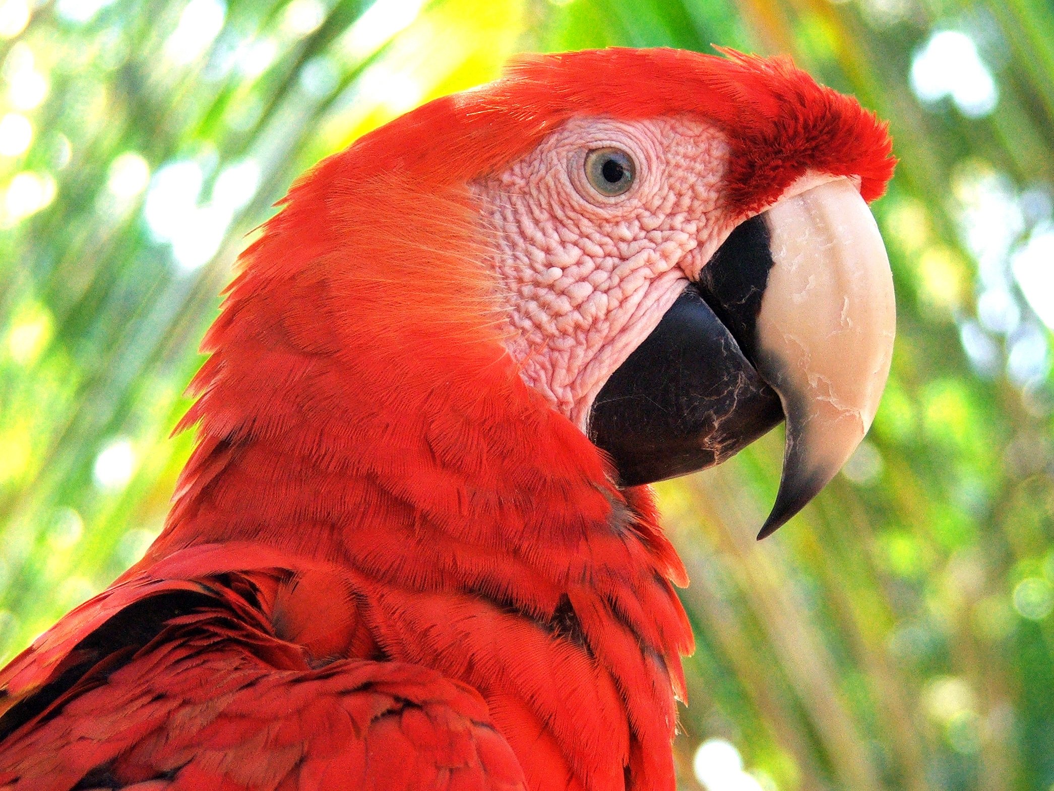 macaw, Parrot, Bird, Tropical,  31 Wallpaper
