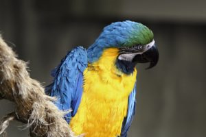 macaw, Parrot, Bird, Tropical,  37