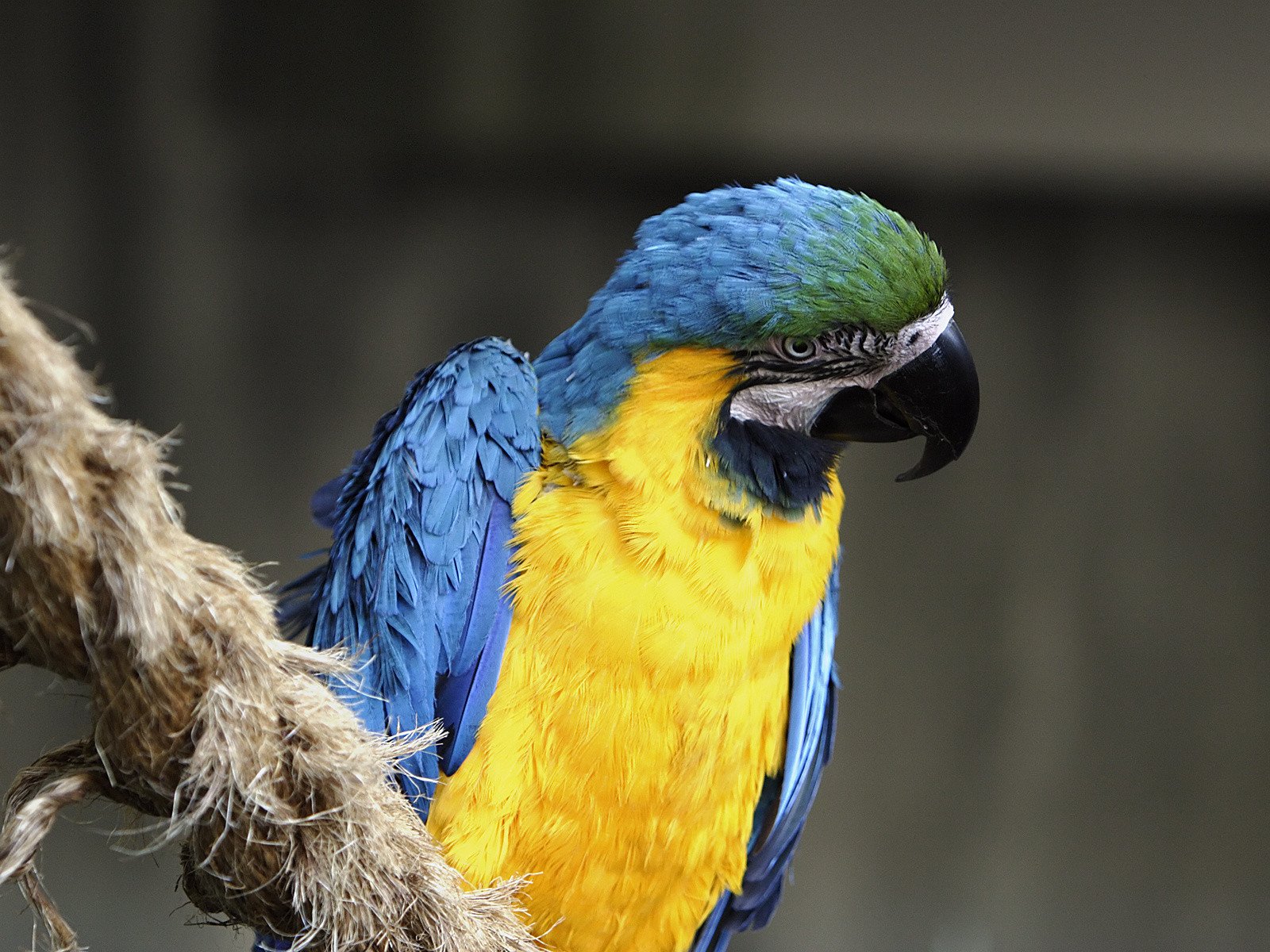 macaw, Parrot, Bird, Tropical,  37 Wallpaper