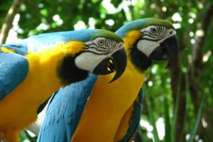 macaw, Parrot, Bird, Tropical,  38