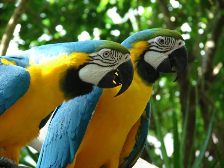 macaw, Parrot, Bird, Tropical,  38 HD Wallpaper Desktop Background