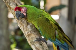 macaw, Parrot, Bird, Tropical,  34