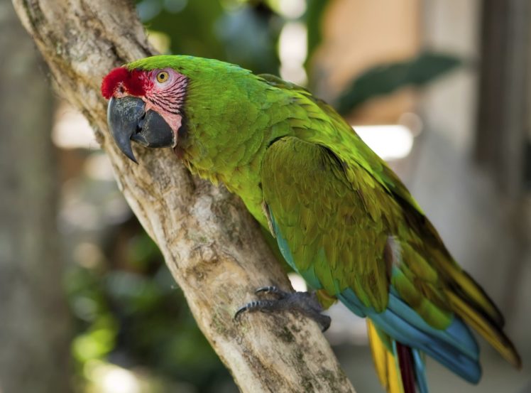 macaw, Parrot, Bird, Tropical,  34 HD Wallpaper Desktop Background