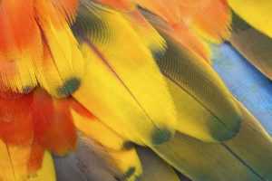 macaw, Parrot, Bird, Tropical,  32
