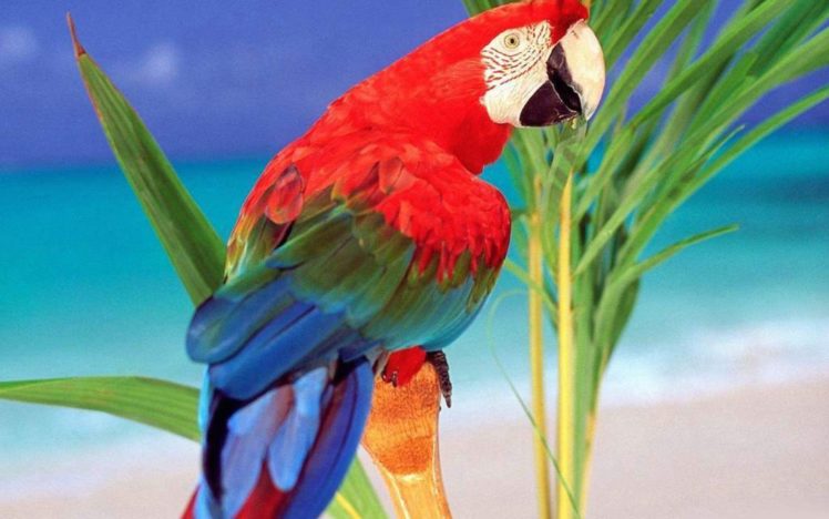 macaw, Parrot, Bird, Tropical,  40 HD Wallpaper Desktop Background