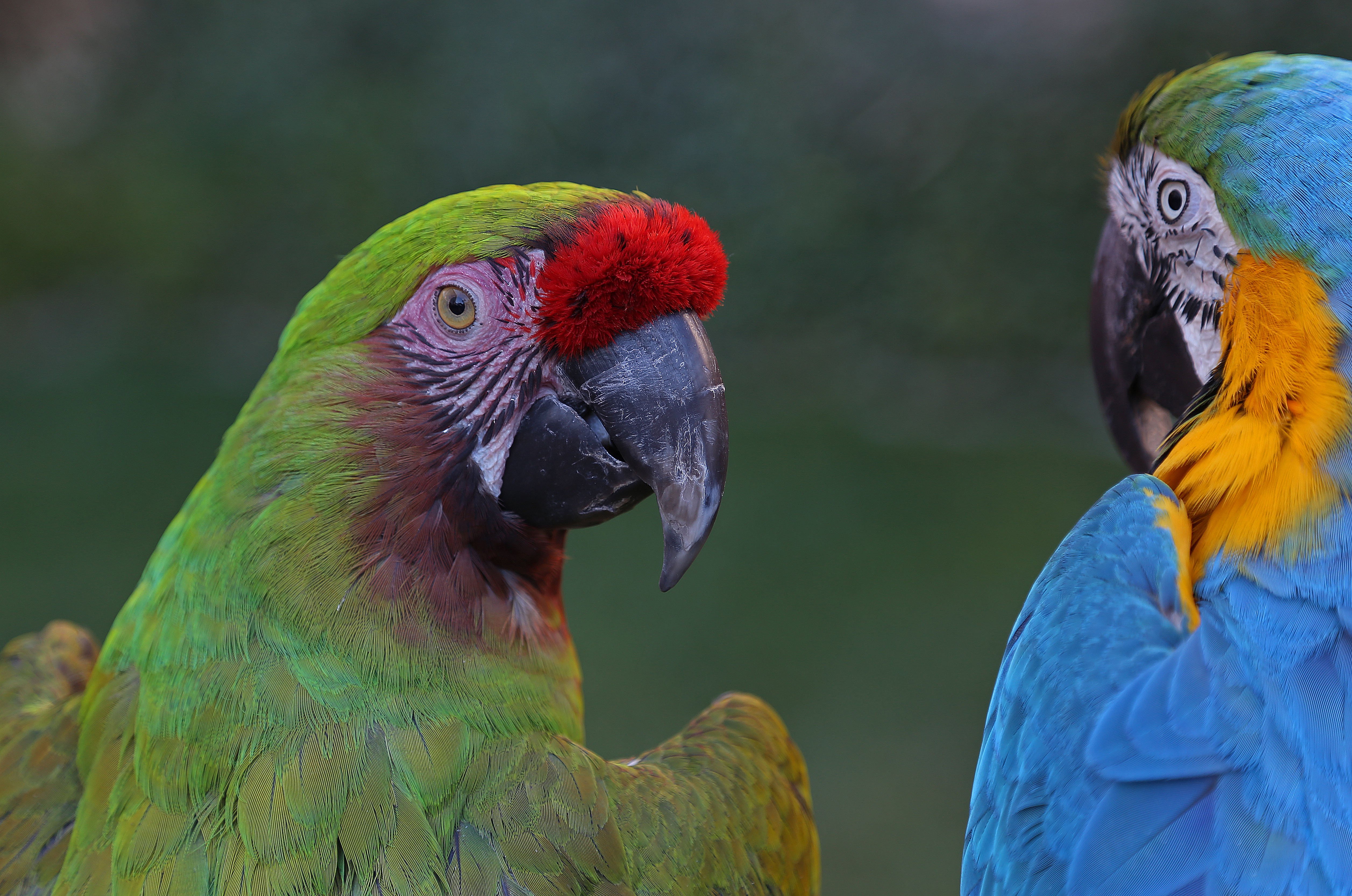 macaw, Parrot, Bird, Tropical,  39 Wallpaper