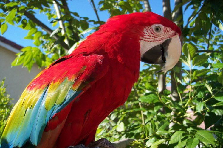 macaw, Parrot, Bird, Tropical,  45 HD Wallpaper Desktop Background