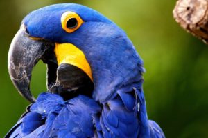 macaw, Parrot, Bird, Tropical,  44