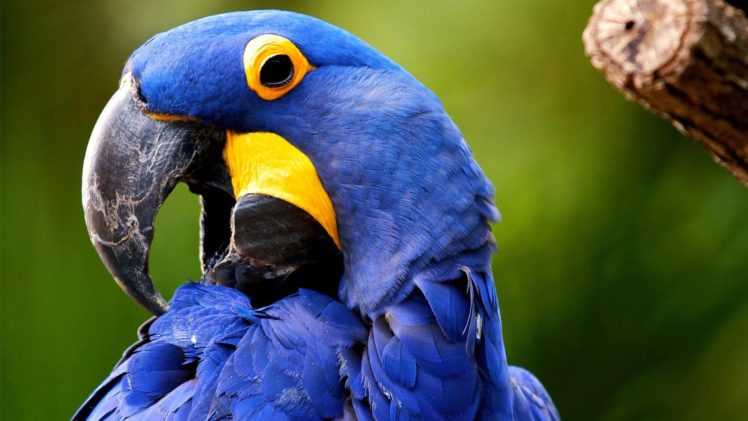 macaw, Parrot, Bird, Tropical,  44 HD Wallpaper Desktop Background