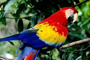 macaw, Parrot, Bird, Tropical,  41