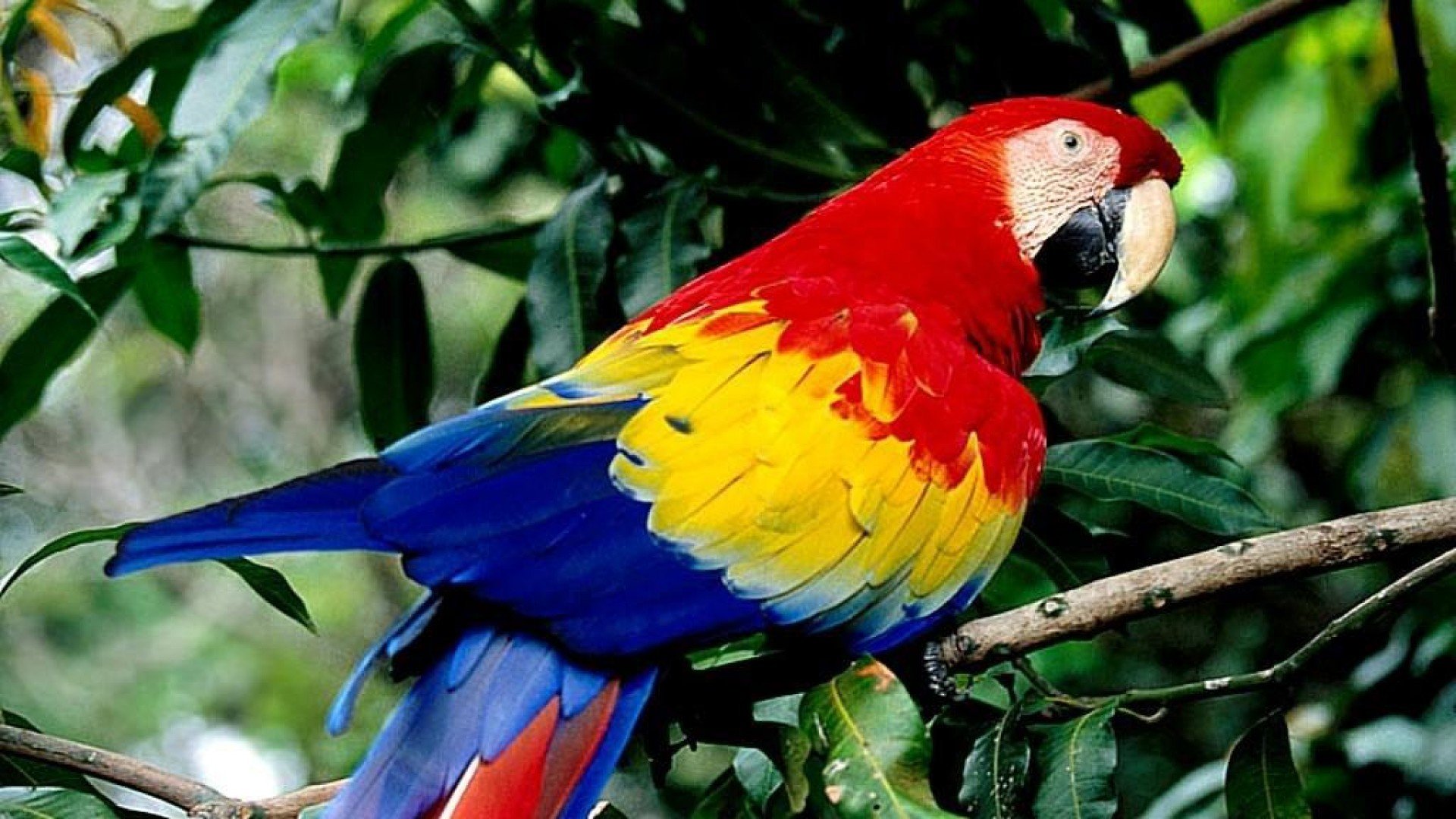 macaw, Parrot, Bird, Tropical,  41 Wallpaper