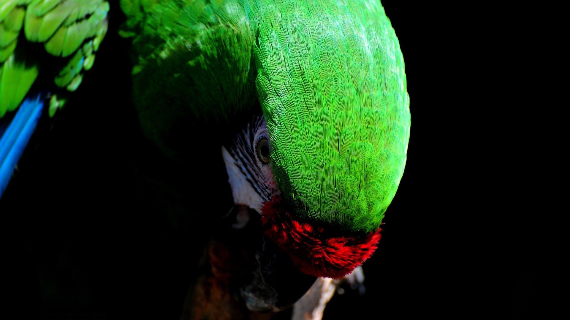 macaw, Parrot, Bird, Tropical,  46 Wallpaper