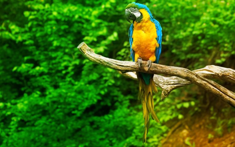 macaw, Parrot, Bird, Tropical,  43 HD Wallpaper Desktop Background