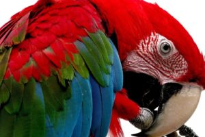 macaw, Parrot, Bird, Tropical,  47