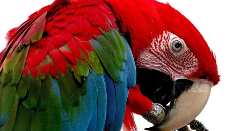 macaw, Parrot, Bird, Tropical,  47 HD Wallpaper Desktop Background