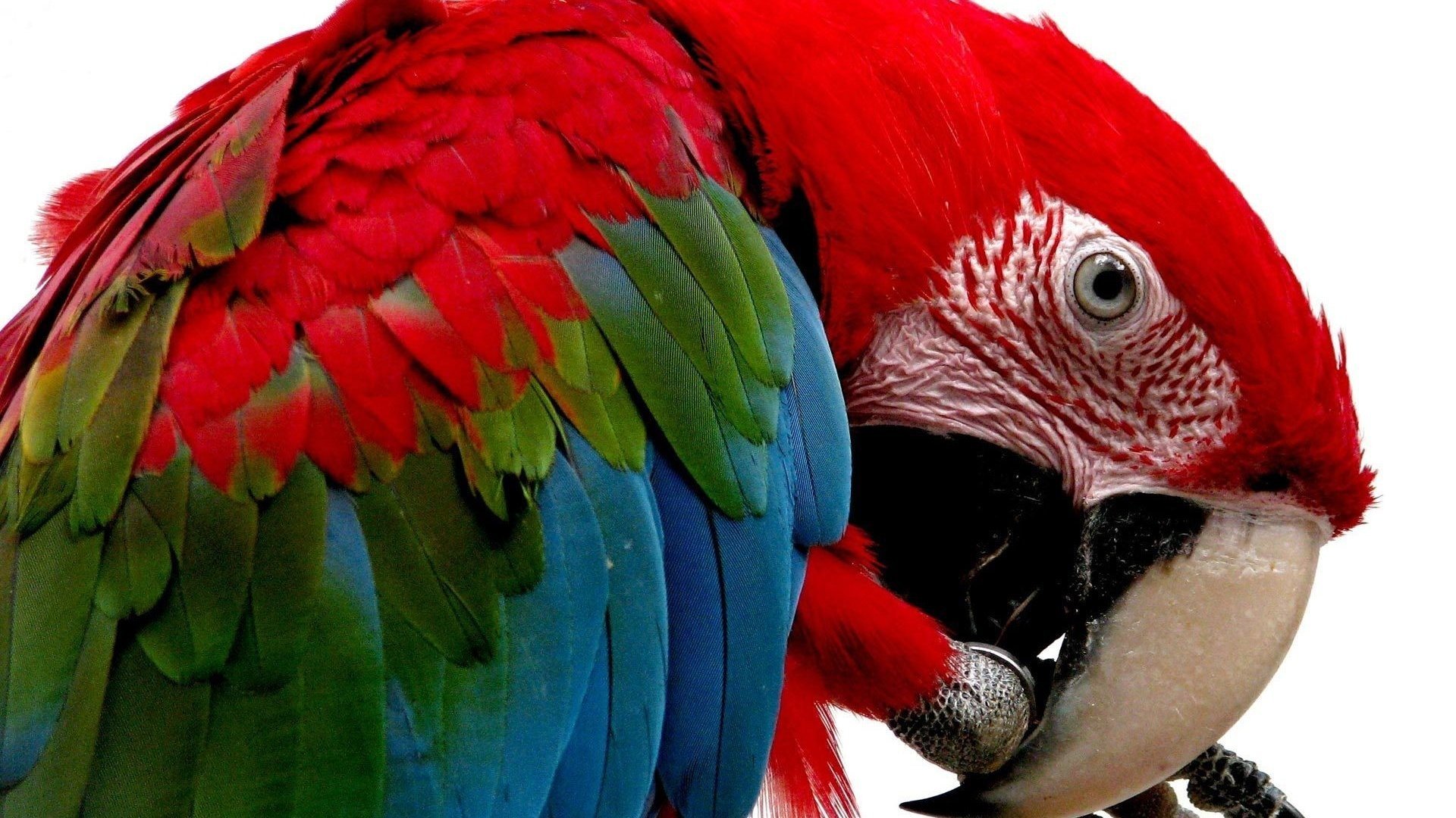 macaw, Parrot, Bird, Tropical,  47 Wallpaper