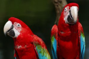 macaw, Parrot, Bird, Tropical,  53