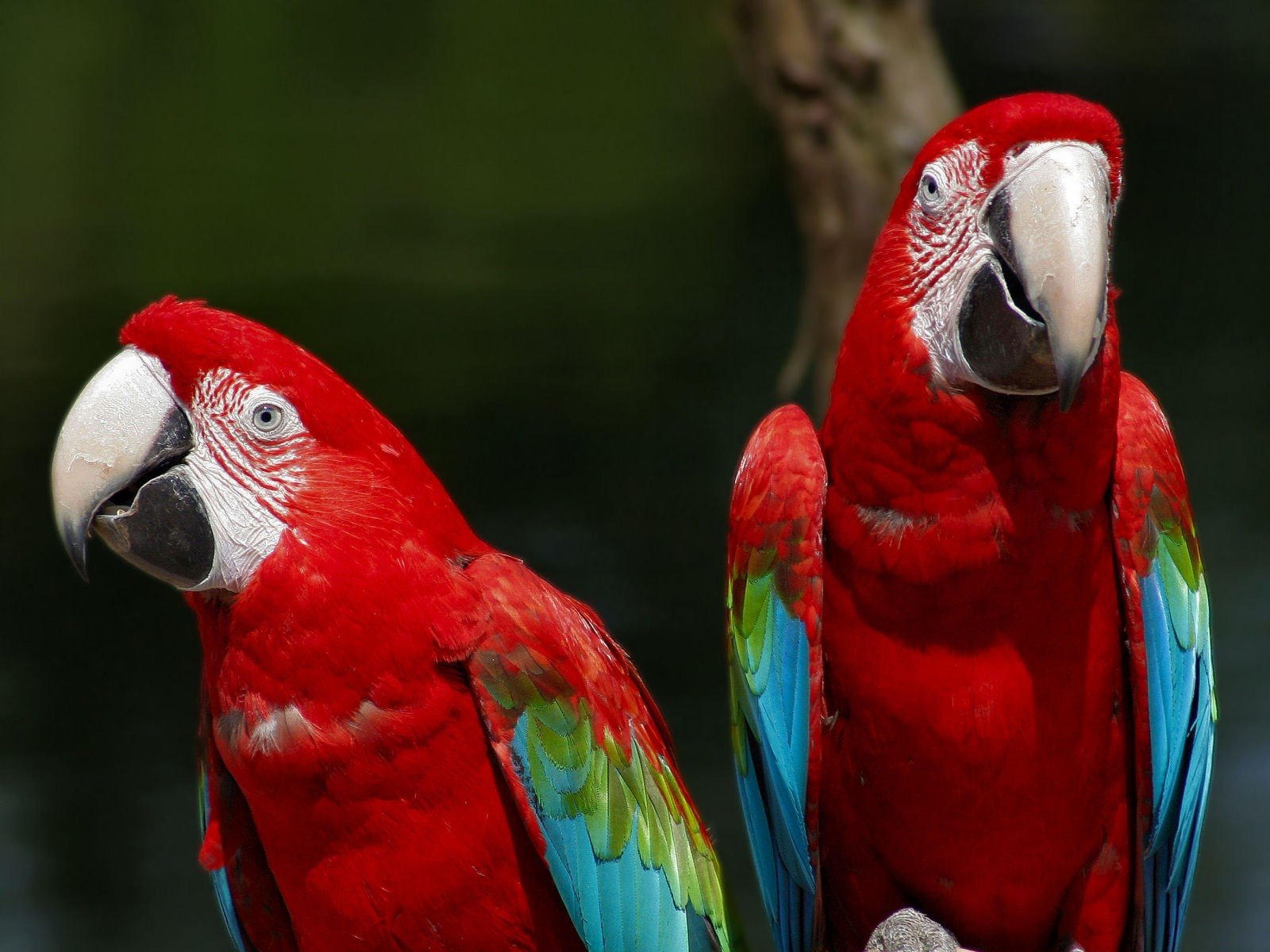 macaw, Parrot, Bird, Tropical,  53 Wallpaper