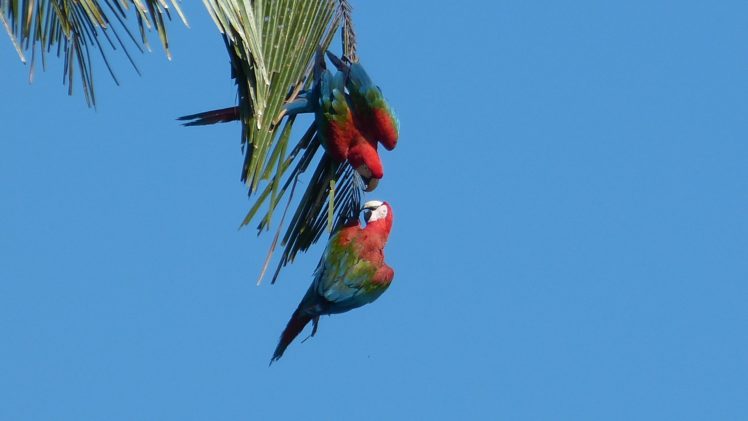 macaw, Parrot, Bird, Tropical,  49 , Jpg HD Wallpaper Desktop Background