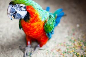 macaw, Parrot, Bird, Tropical,  51