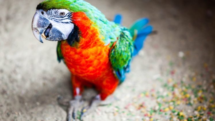macaw, Parrot, Bird, Tropical,  51 HD Wallpaper Desktop Background