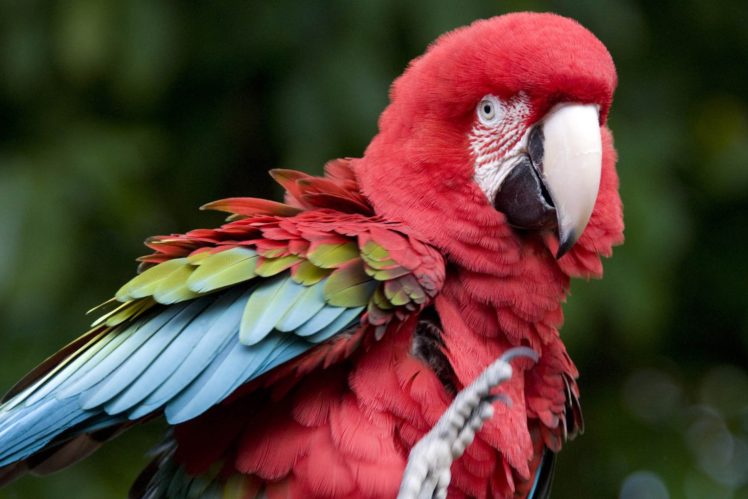 macaw, Parrot, Bird, Tropical,  55 HD Wallpaper Desktop Background
