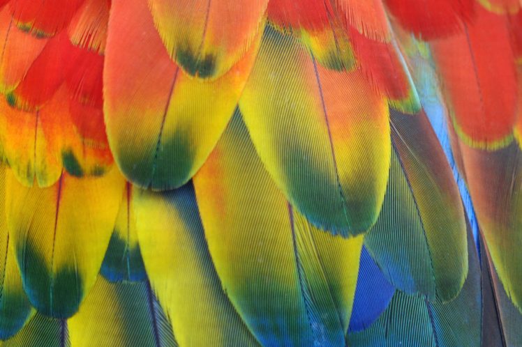 macaw, Parrot, Bird, Tropical,  56 HD Wallpaper Desktop Background