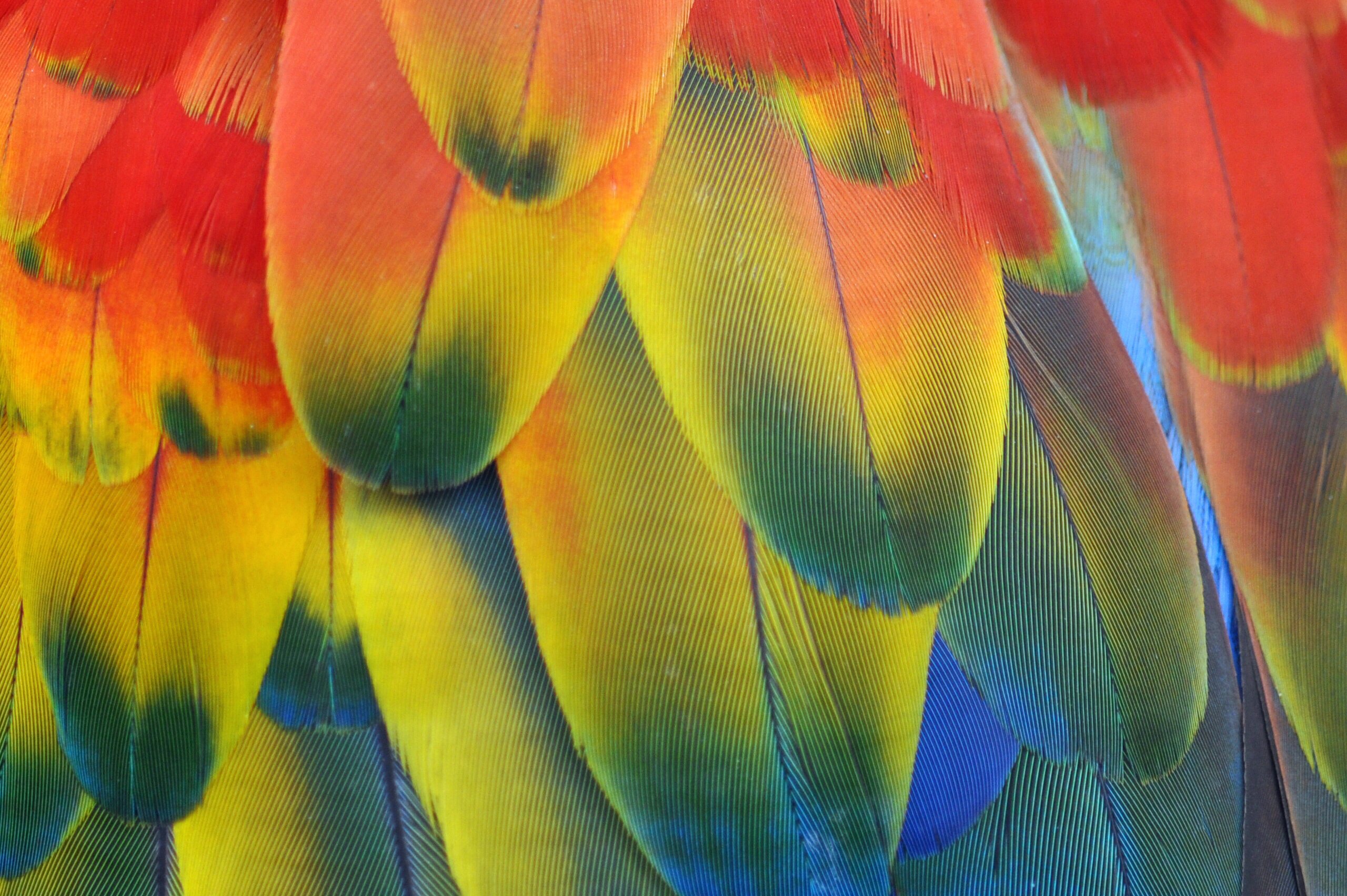 macaw, Parrot, Bird, Tropical,  56 Wallpaper